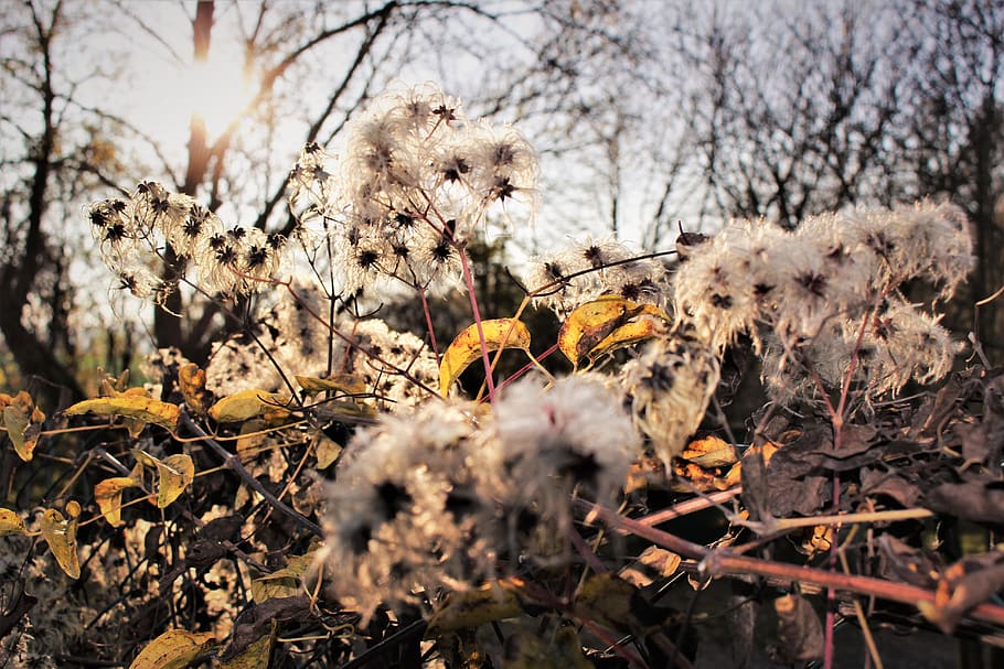 fall, light, plant, flower, flowering plant, growth, tree, nature HD wallpaper