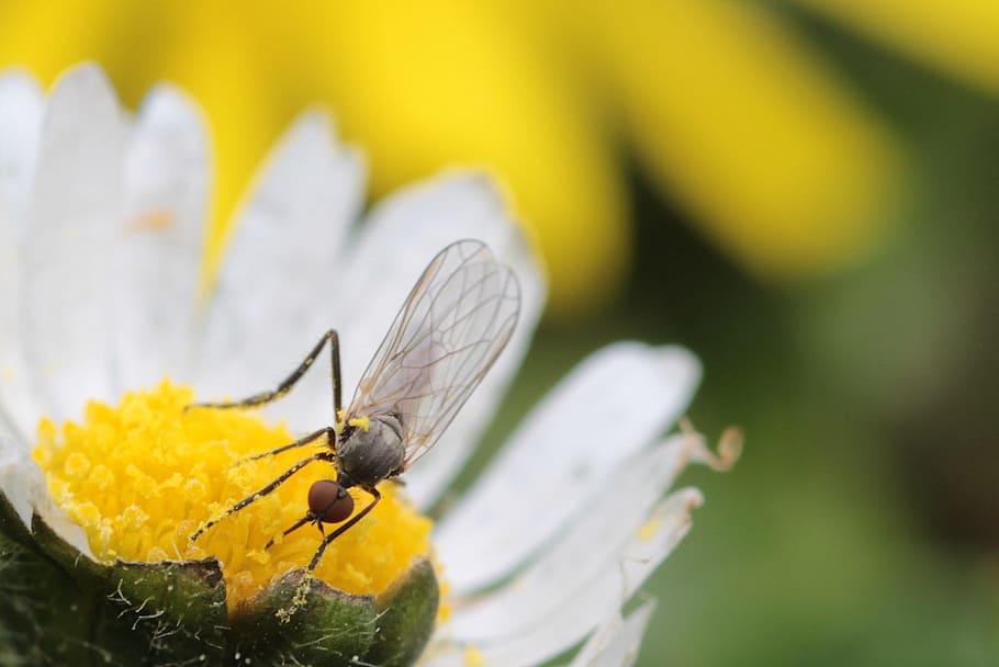 fly, insect, animal, wild, nature, fresh, flower, fragrance HD wallpaper