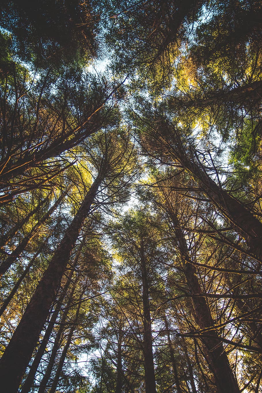low-angle photo of trees, forest, looking up, green, woodland HD wallpaper