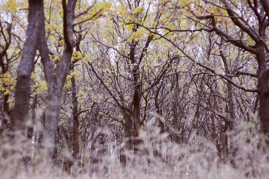 trees, wallpaper, background, nature, vsco, forest, autumn HD wallpaper