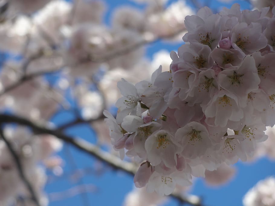 pink, white, tree, flowers, flowering plant, beauty in nature HD wallpaper