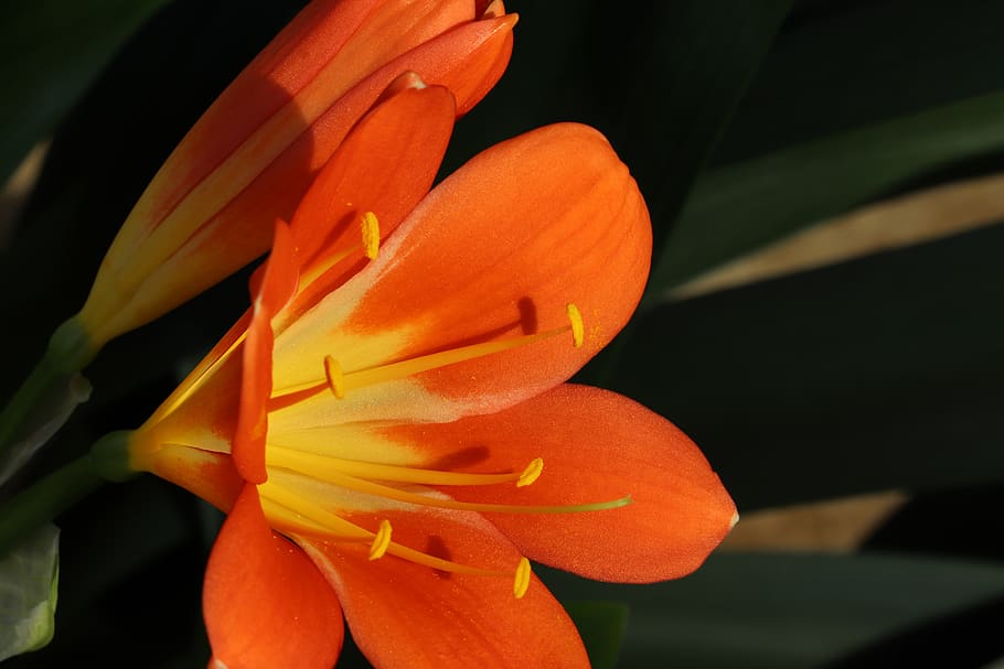 spring flowers, nature, plants, beautiful, season, garden, flowering HD wallpaper