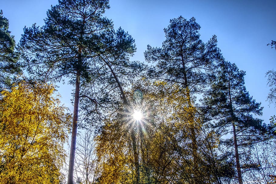 backlighting, sun, sunset, leaves, autumn, colorful, red, dazzling star HD wallpaper