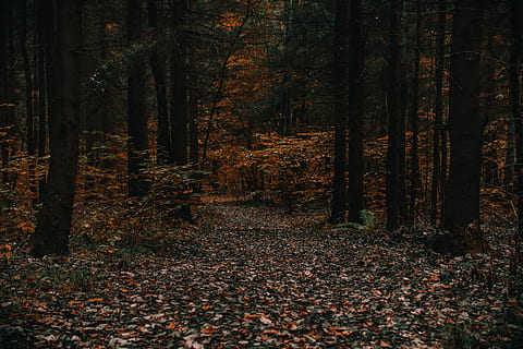Photo Of Forest, dry leaves, eerie, path, plants, trees, woods HD wallpaper