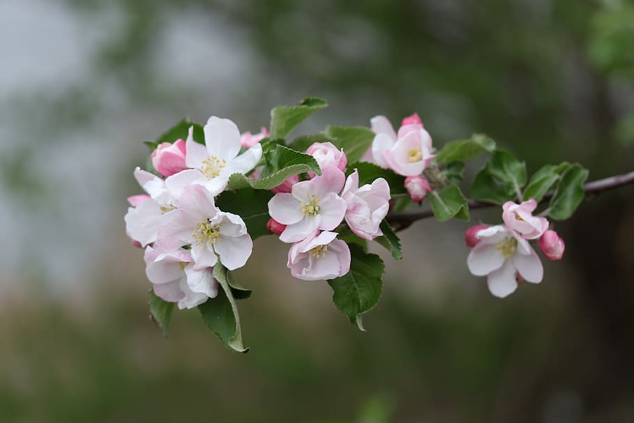 flowers, white, casey, tree, spring, nice, petals, blooming HD wallpaper