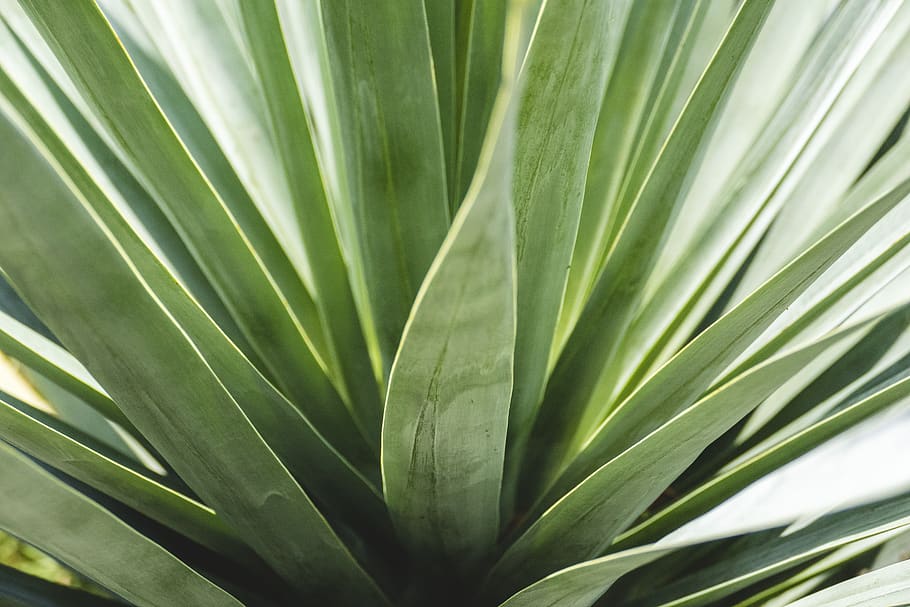 green snake plant, leaf, plant part, green color, growth, close-up HD wallpaper