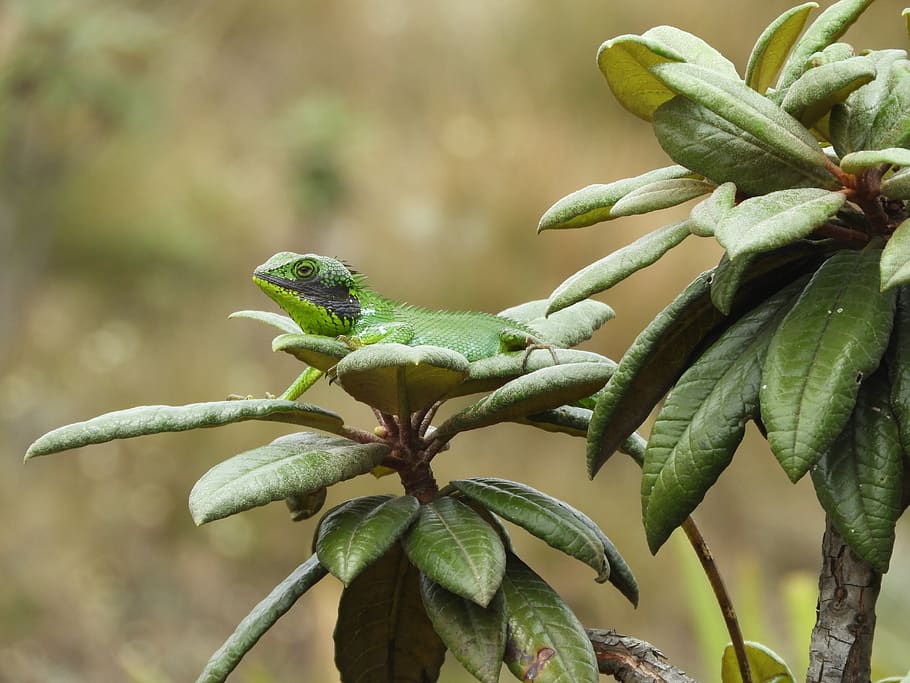 Leaves, plant, green color, focus on foreground, growth, close-up HD wallpaper