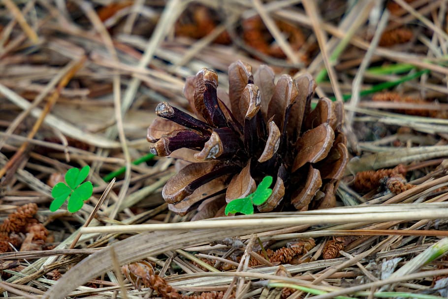 pine, echinacea, plant, fruit, natural, pine cone, land, nature HD wallpaper