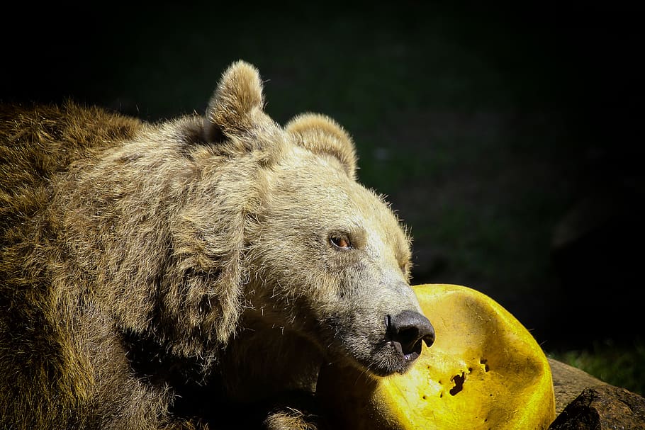 bear, brown bear, zoo, ball, yellow, animal world, fur, forest HD wallpaper