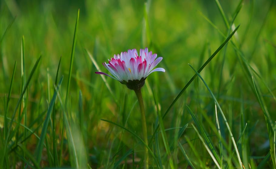 nature, plants, meadow, white, pink, flowers, daisies, spring HD wallpaper
