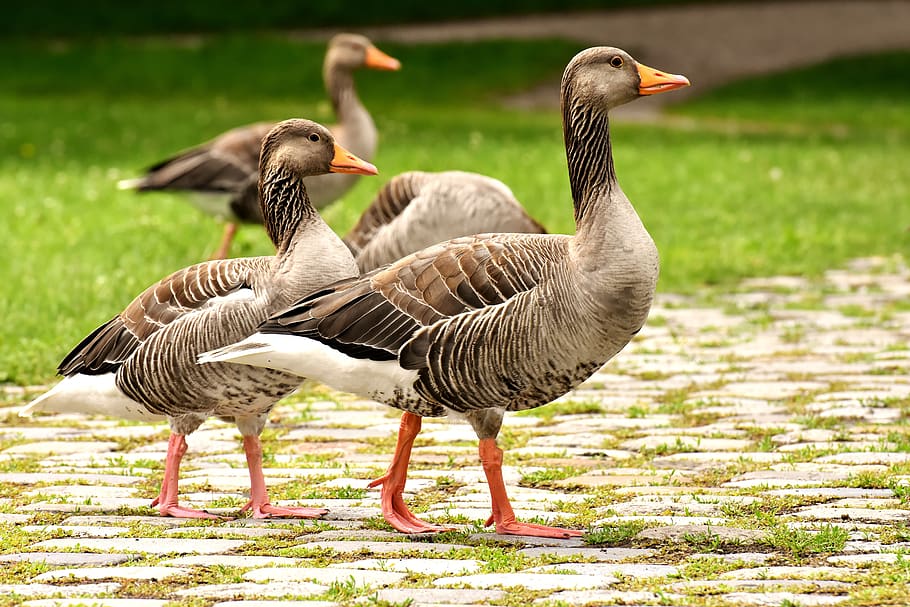 geese, wild geese, waterfowl, group, goose-char, run, bird