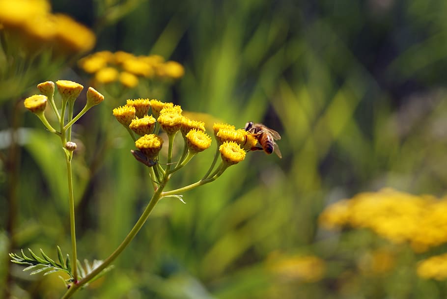 bumble bee, insect, nectar, flowers, plant, beauty in nature HD wallpaper