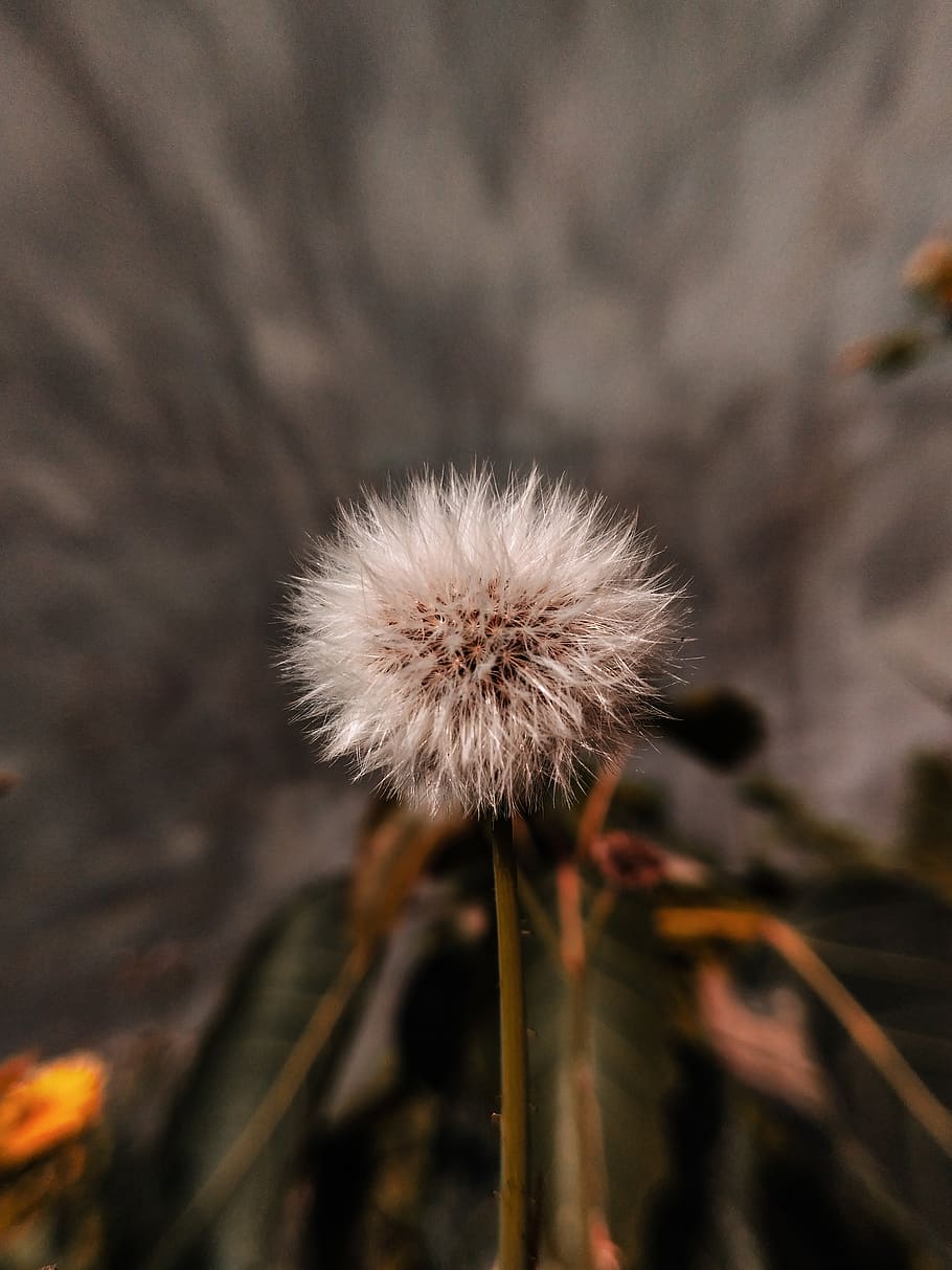 fragility, flower, vulnerability, flowering plant, freshness HD wallpaper