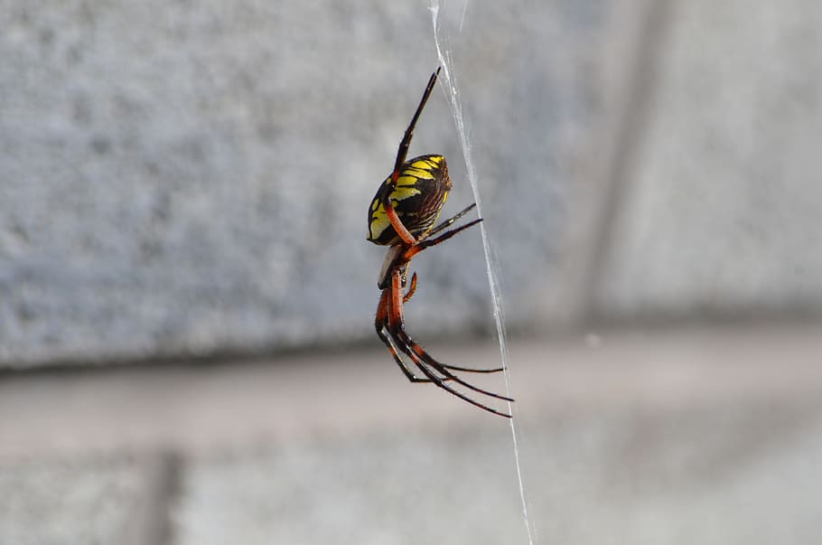 spider, bug, web, insect, nature, arachnid, creepy, poisonous HD wallpaper