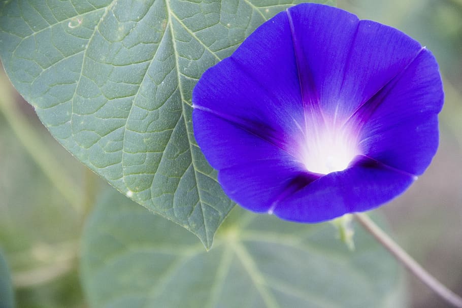 flower, macro, sheet, bloom, nature, blue, spring, flora, petal HD wallpaper