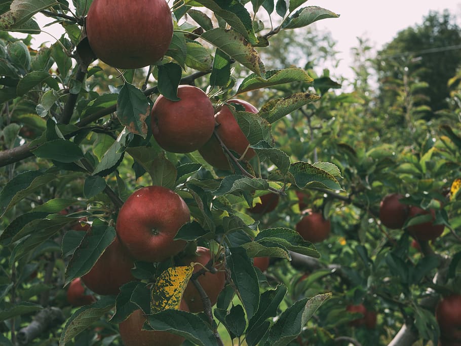 meckley s flavor fruit farm 1080p 2k 4k 5k hd wallpapers free download wallpaper flare meckley s flavor fruit farm 1080p 2k