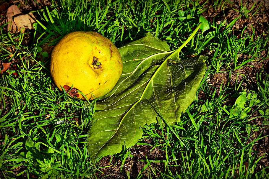 apple, fruit, ripe, fallen, orchard, grass, leaf, vein, pattern HD wallpaper