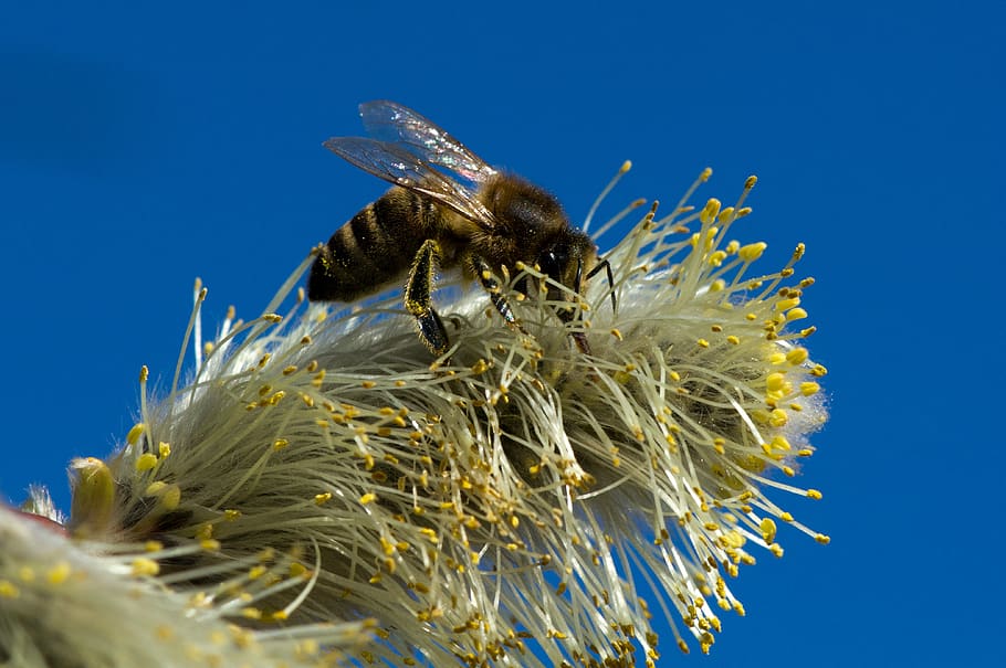 germany, maisach, spring, blue, bee, willow catkin, animal themes HD wallpaper