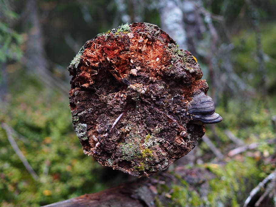 norway, oslo, tree, forest, fall, dead tree, nature, mushroom HD wallpaper