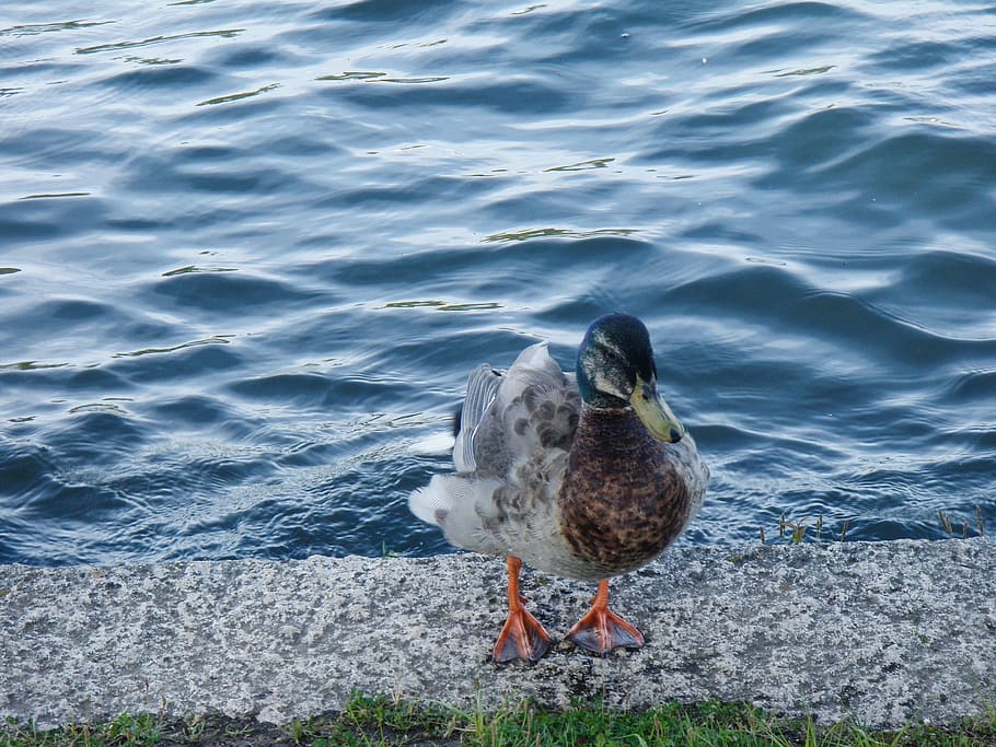 Ducklings .io  Patos, Barcos