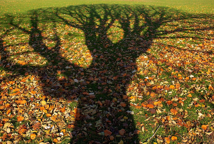 ground, plant, leaf, tree, soil, field, landscape, nature, outdoors HD wallpaper