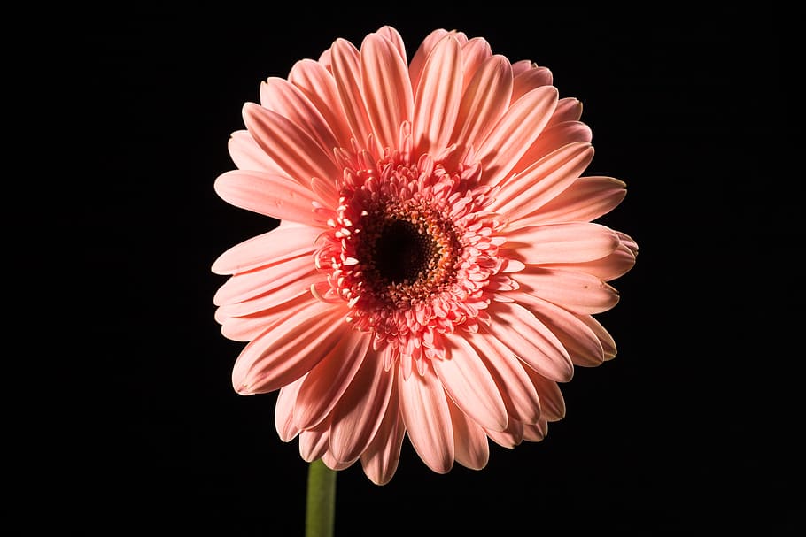 beautiful, red, gerbera, stem, isolated, black, closeup, flower HD wallpaper
