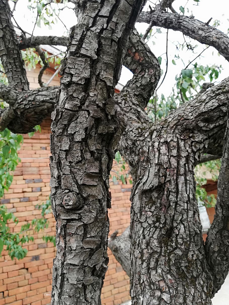 texture, tree, shell, aging, plant, tree trunk, growth, focus on foreground HD wallpaper