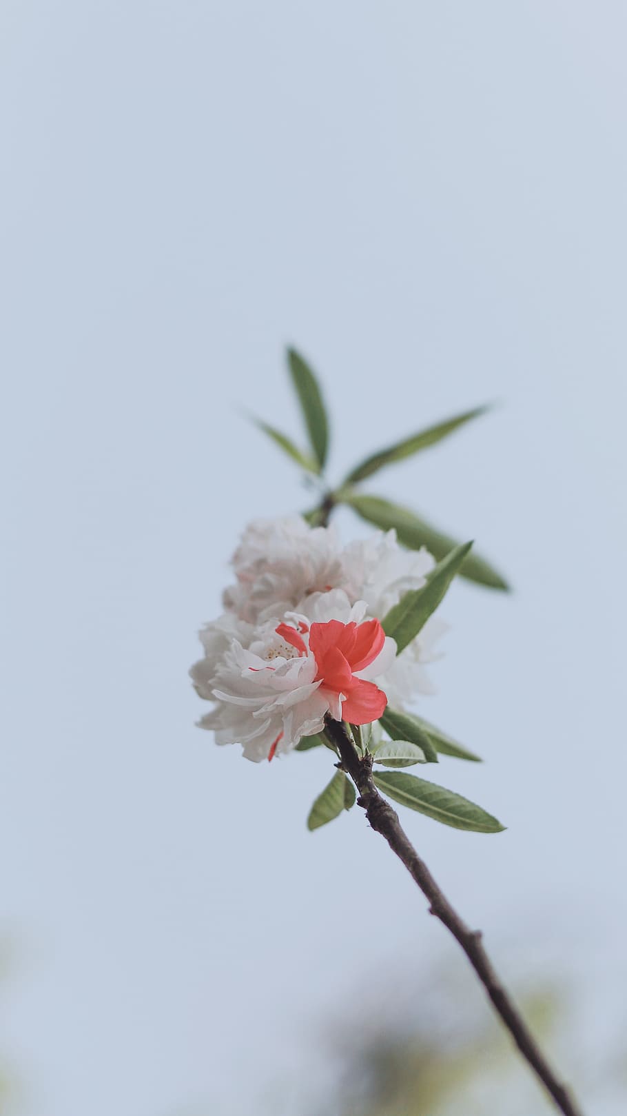 white petaled flower, plant, beauty in nature, flowering plant HD wallpaper