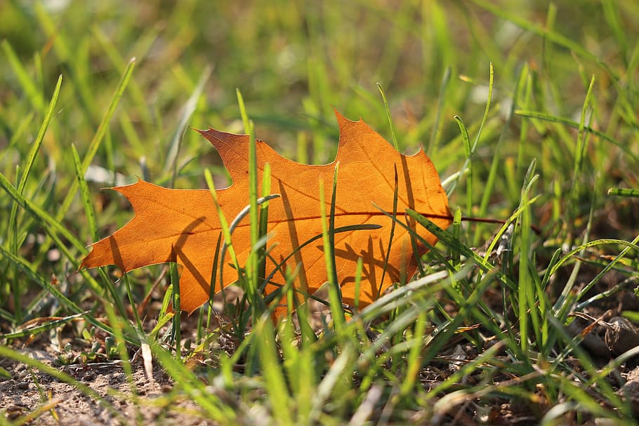 oak, quercus, brown leaf, grass, transparent, autumn, backlight HD wallpaper