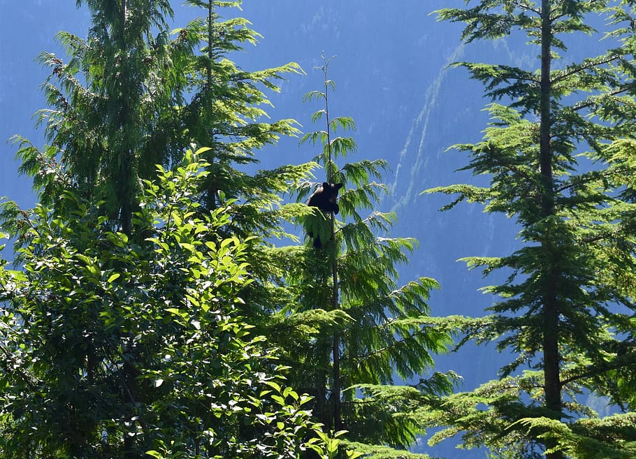 pine trees, plant, abies, fir, animal, bird, conifer, princess louisa inlet HD wallpaper
