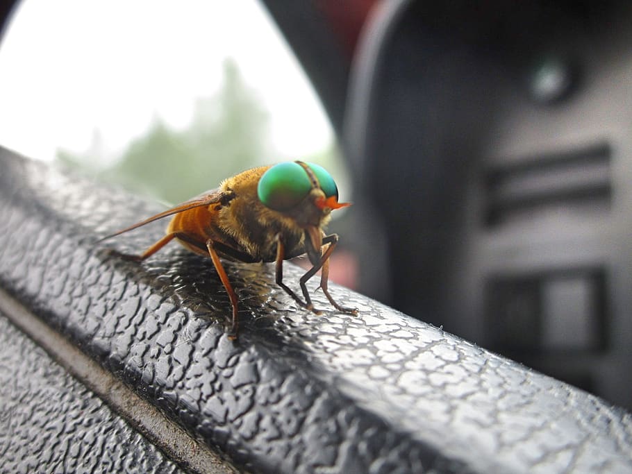 fly, volkswagen, car, bug, insect, animal themes, one animal HD wallpaper