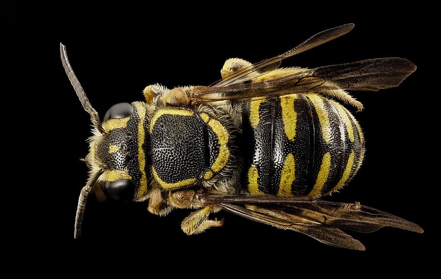 close, closeup, bee, insect, animal, wild, nature, fly, invertebrate HD wallpaper