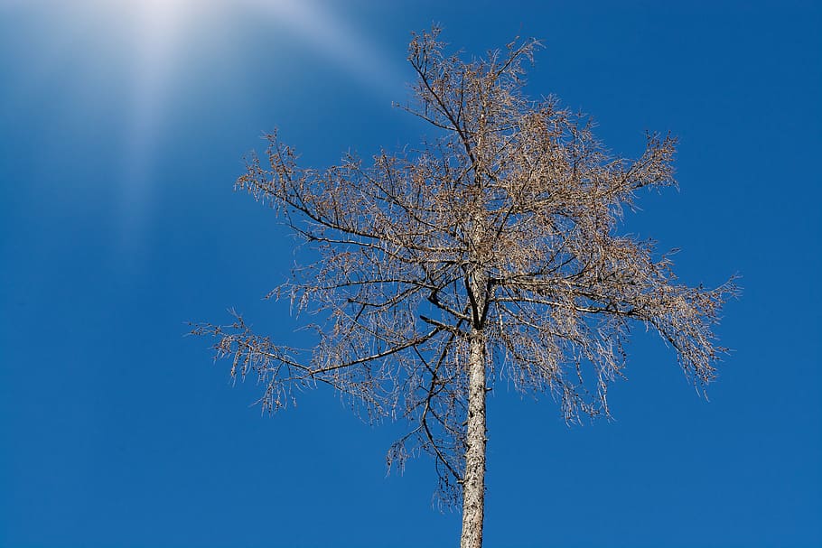 tree, tree top, crown, nature, of course, sky, winter, aesthetic HD wallpaper
