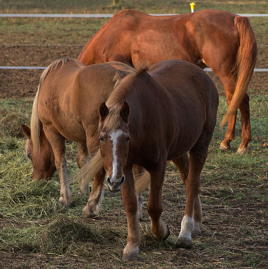 horses, pony, coupling, brown, mane, close up, equestrian, rural HD wallpaper