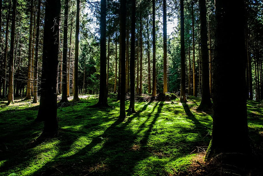 forest, woods, green, trees, branches, grass, bark, tree trunks HD wallpaper