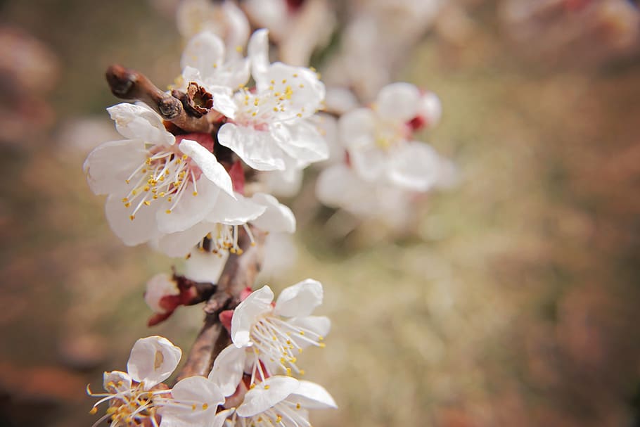 white flowers shallow focus, flowering plant, freshness, fragility HD wallpaper