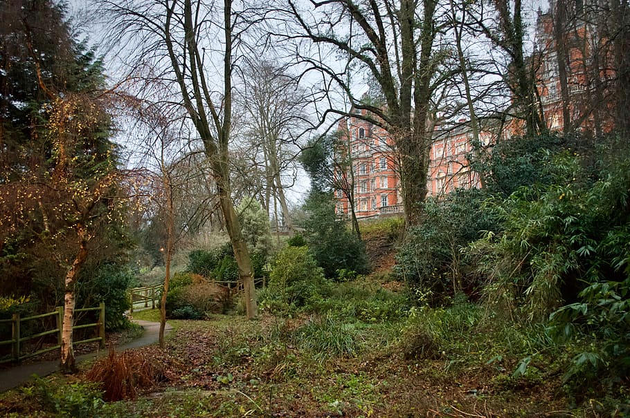 royal holloway, tree, plant, land, growth, forest, nature, tranquility HD wallpaper