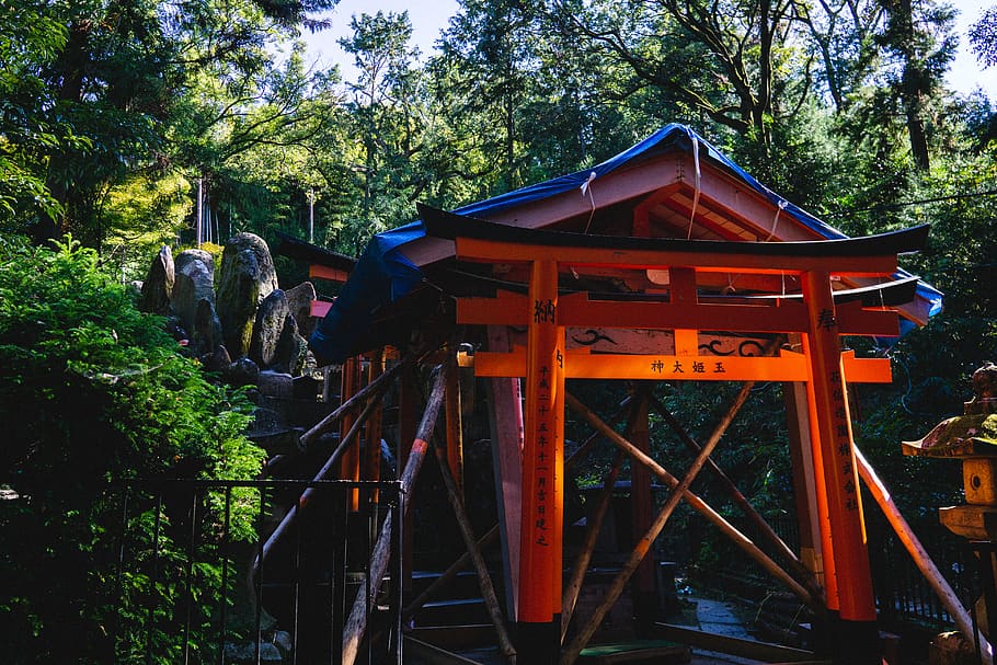 tori gate besude trees, kyoto, fushimi inari-taisha, japan, torii, HD wallpaper