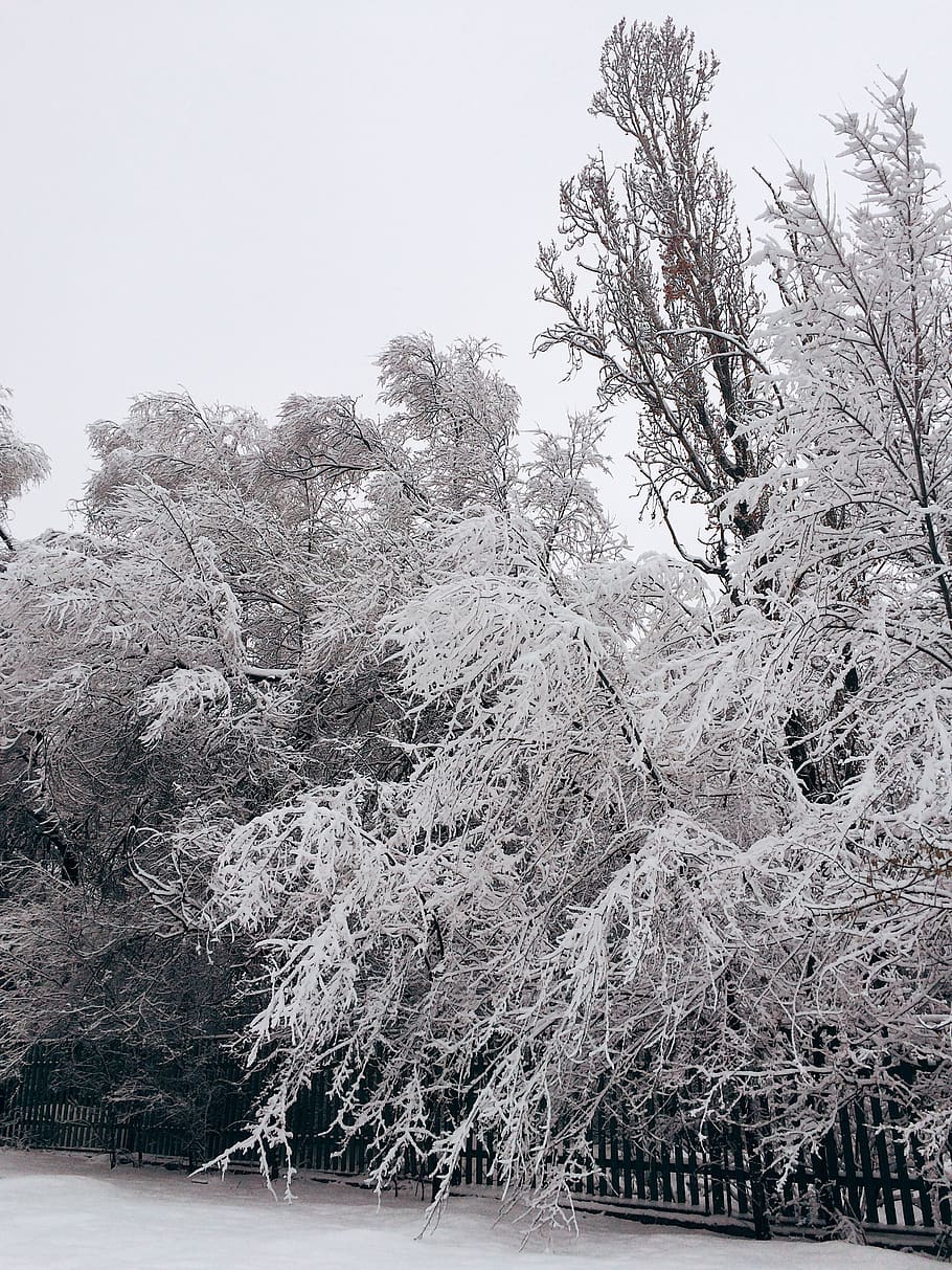 snow-covered trees during daytime, plant, beauty in nature, tranquility HD wallpaper