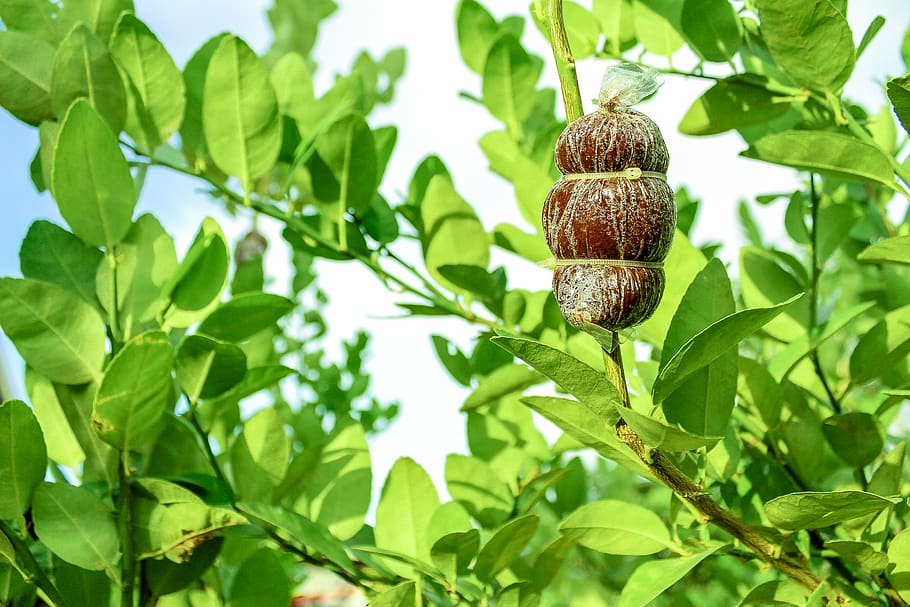 Brown Fruit on Tree, branches, close to, daytime, environment HD wallpaper
