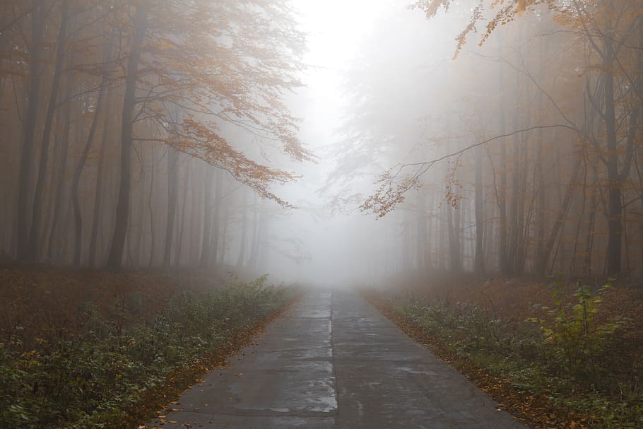 gray empty road between trees, fog, the way forward, direction HD wallpaper