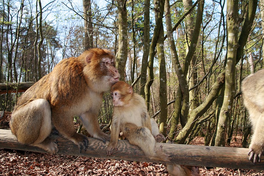 Зоо лес и. Древние животные обезьяны. Лес Zoo. Алматинский зоопарк приматы фото. Писают Zoo лес.