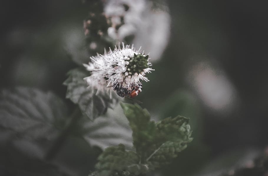 nature, macro, flower, plant, freshness, flowering plant, close-up HD wallpaper