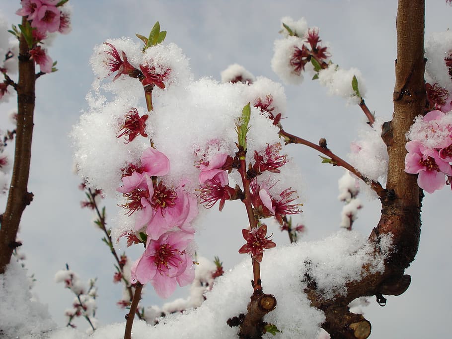 france, romans-sur-isère, neige, fleur, snow, peach-tree, arbre, HD wallpaper