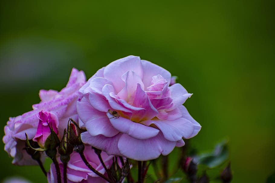 nature, flower, spring, plant, garden, flowering plant, vulnerability HD wallpaper