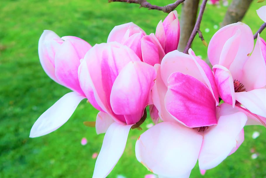 flower, tree, branch, spring, nature, pink, blooming, plant HD wallpaper