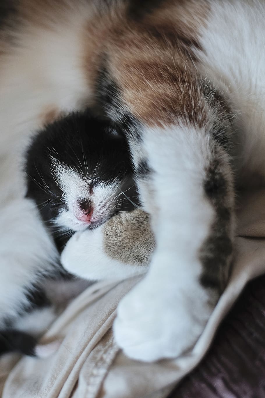 kitten sleeping with cat, domestic cat, feline, mammal, pets HD wallpaper