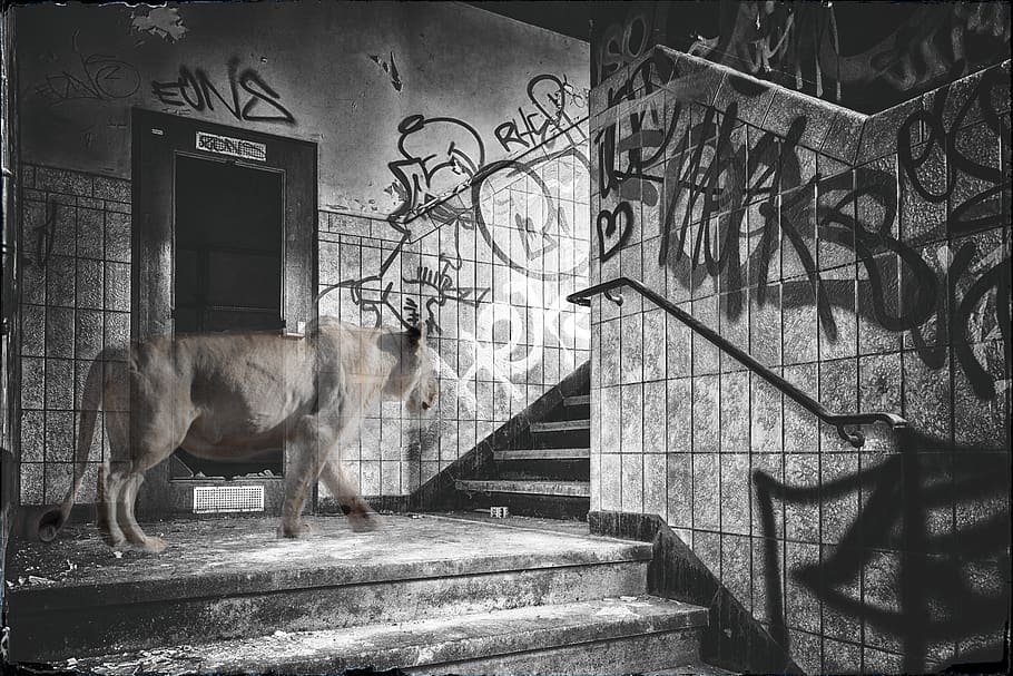 lost place, composing, lion, staircase, black and white, graffiti HD wallpaper