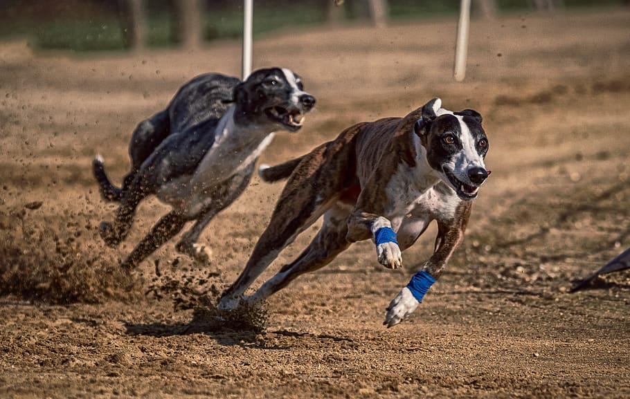 dog, dog racing, greyhounds, race, sport, hundesport, racecourse, HD wallpaper