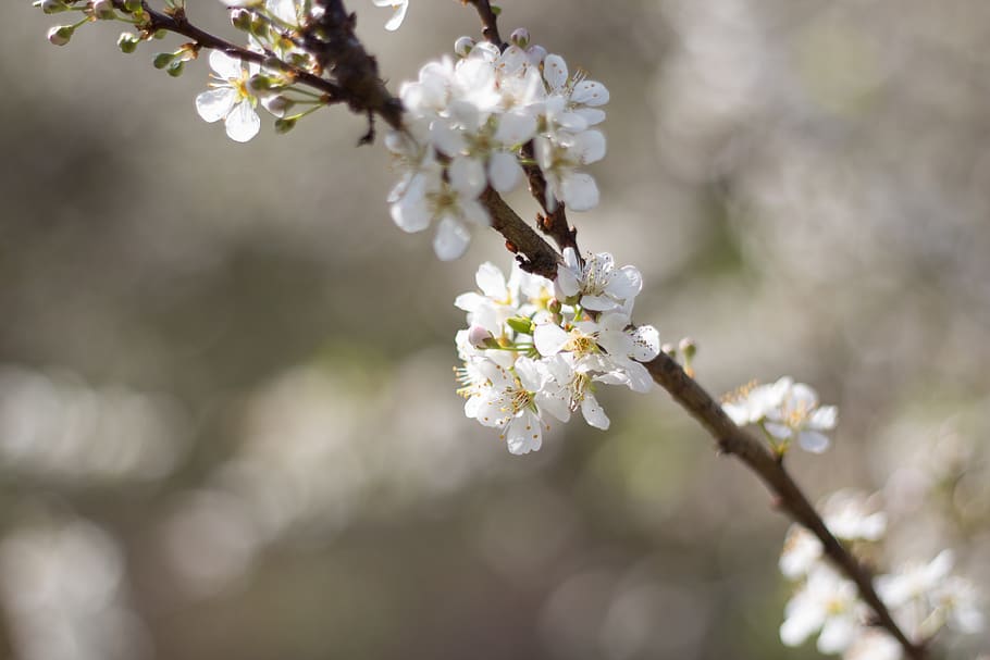 flower, plant, flowering plant, fragility, freshness, growth HD wallpaper